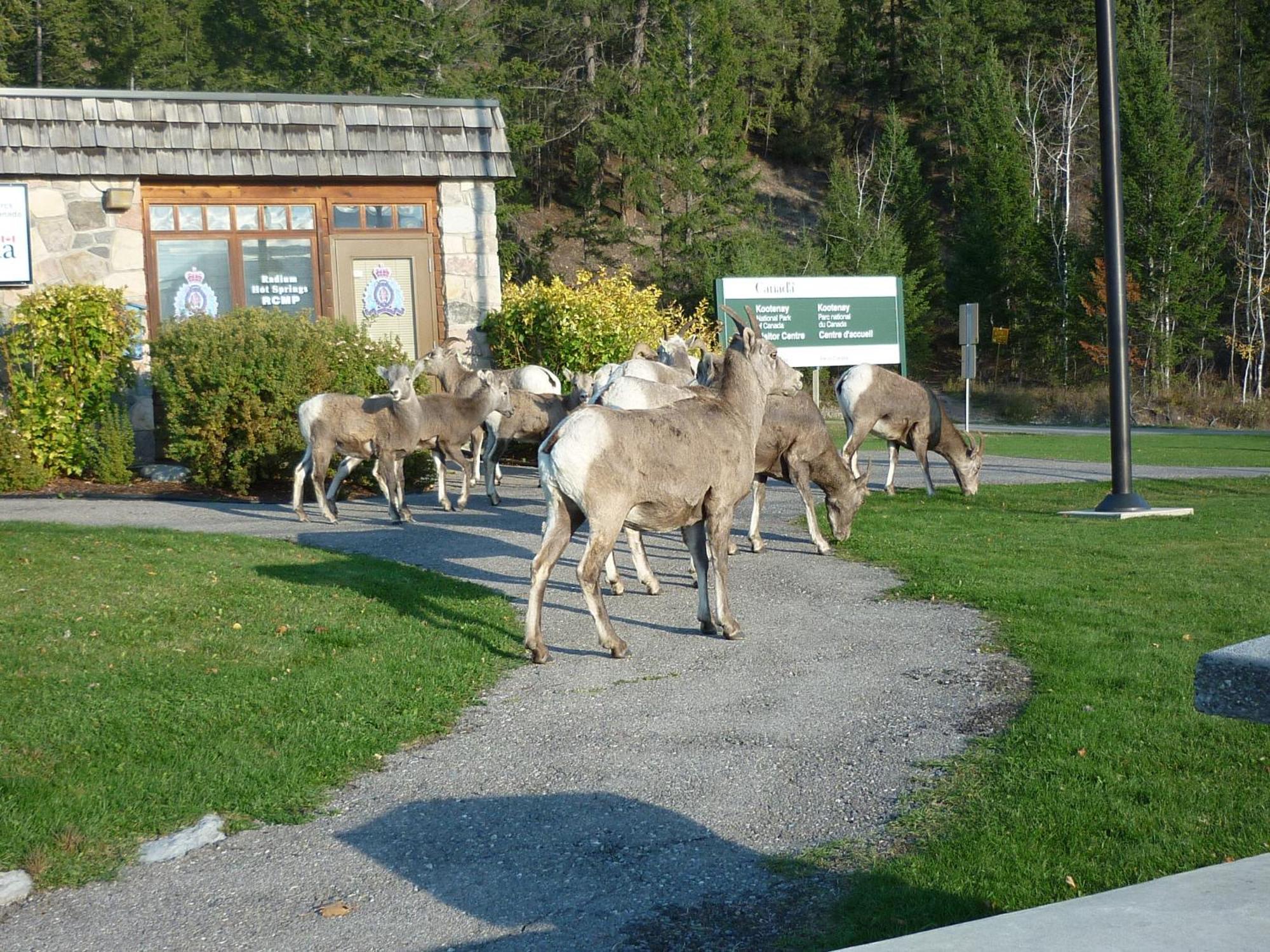 Motel Bavaria Radium Hot Springs Kültér fotó